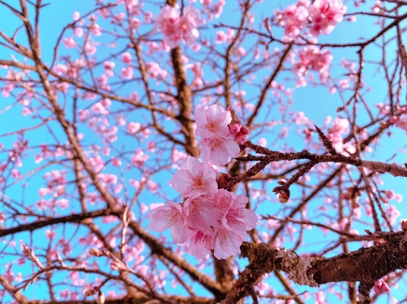 la hermosa belleza de la flor de cerezo